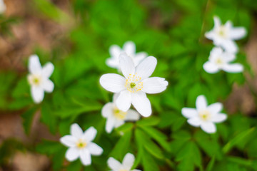 first forest spring flowers