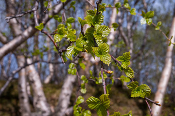 Green fresh birch leaves in the spring