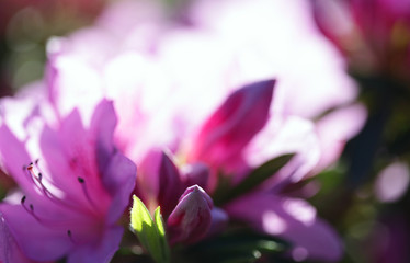 Flower bouquet with leaf.  Soft focus. Nature blur background. Pink (lilac) color.