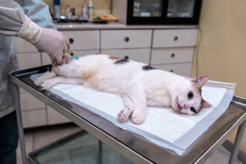 tricolor cat under anesthetic to a veterinarian