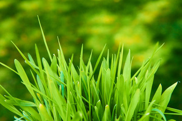 Close up of fresh green grass in sunny day with natural background. High selective focus. Shallow depth of field