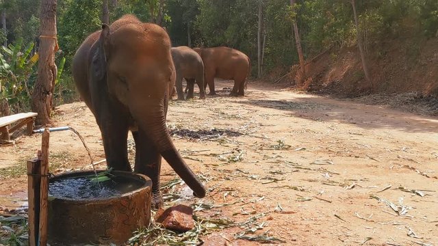 Elephant eating at an Elephant sanctuary in Chiang Mai, Thailand