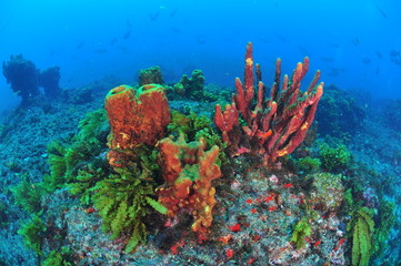 sponges in the ocean