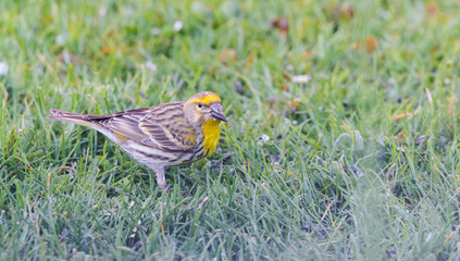 Male bunting bird on lawn with black seed in beak