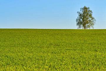 Lonely birch tree on green field with blue sky 