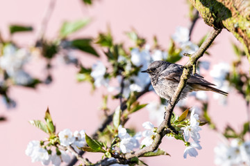 Fototapeta premium Male blackstart perched on cherry tree with spring white blooms