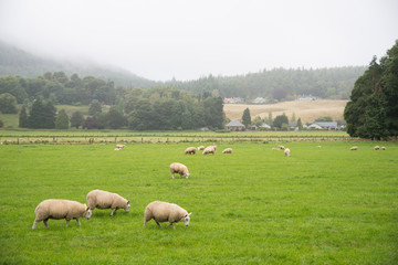 Fototapeta premium sheep in field