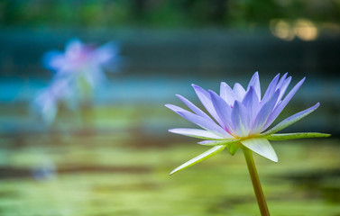 Purple lotus as spark for the background bokeh Flowers for the worship of God in the days of...