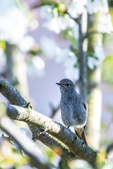 Male blackstart perched on cherry tree with spring white blooms