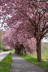 Naklejka premium Schwarzwald im Frühling