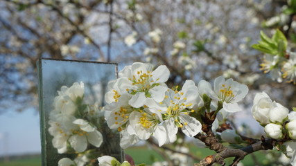 Obraz premium natura