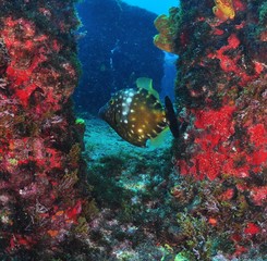 tropical fish in the sea