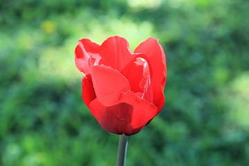 Obraz premium Red charming tulip on blurred green background