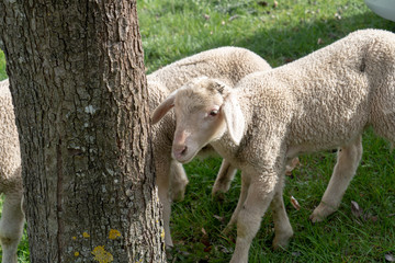 Naklejka premium Schwarzwald im Frühling