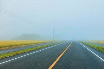 朝霧の道路と稻田