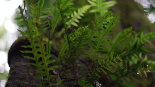 Ferns On Side of Rainforest Tree