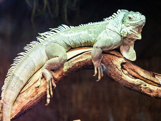 Iguana © Dreamnordno