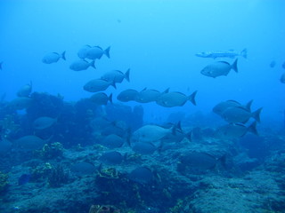 shoal of fish