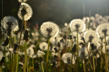 Wiese Pusteblumen Frühling