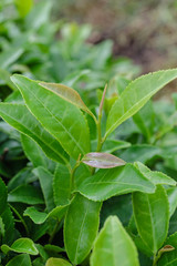 お茶の葉　新芽