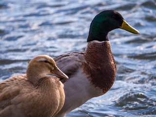 Entenpaar portrait an einem Fluss bei Sonnenuntergang