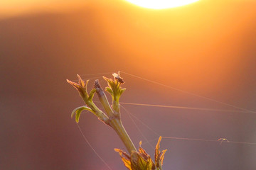 A fly sits on the plant during sunset