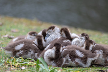 9 kuschelig kuschelnde Nilgansküken wärmen sich beim gemeinsamen Mittagsschlaf wie ein...