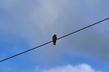 Starling sits on an electric wire against a cloudy sky.