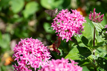 Red Hummingbird clear wing moth (Hemaris thysbe) on pink star cluster flowers