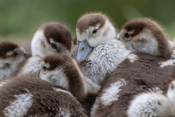 9 kuschelig kuschelnde Nilgansküken wärmen sich beim gemeinsamen Mittagsschlaf wie ein...