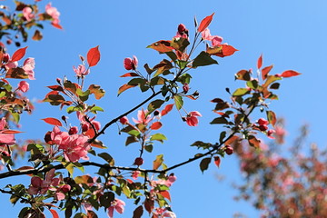 Blooming apple tree tending to the sun