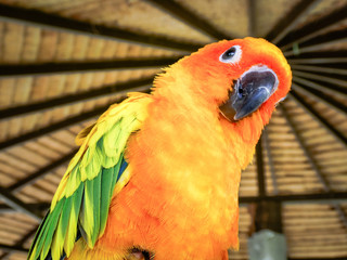 Beautiful yellow and orange sun conure parrot bird with nice feathers. 