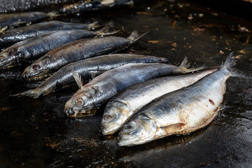 Mackerel fish being prepared on hot hood a street food festival, cooked and ready to eat