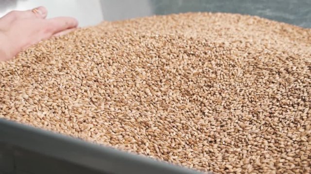 Hand going through grains of barley malt