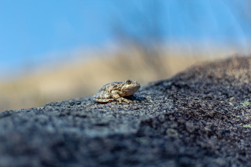 Frog on rock