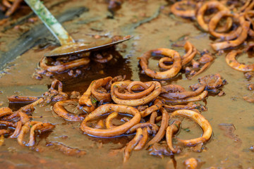 Close up of large portion of calamari rings cooked with tomato sauce in a black pan at a street food festival
