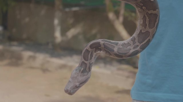 Close up of a dangerous large python snake being picked up by a snake charmer during a show in Sri Lanka