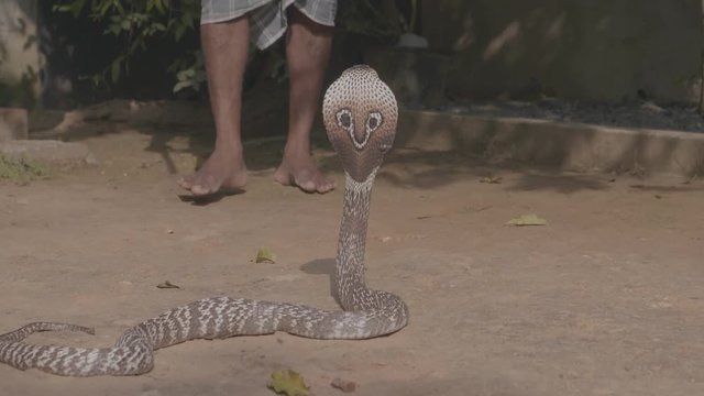 Close up of a dangerous poisonous cobra snake being picked up by a snake charmer during a show in Sri Lanka