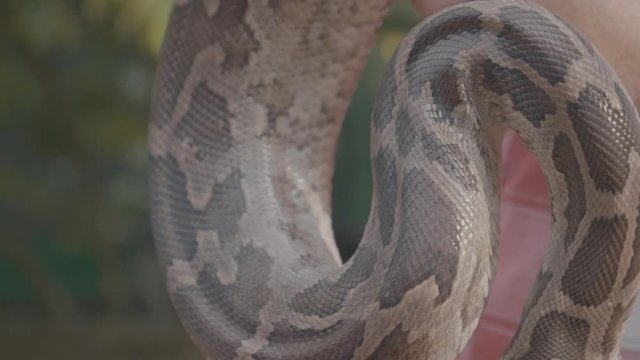 Close up of a dangerous large python snake being picked up by a snake charmer during a show in Sri Lanka
