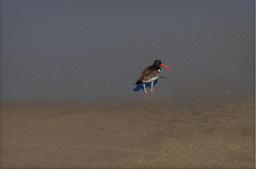 bird on beach