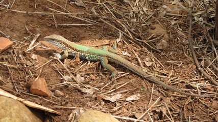 Lagarto