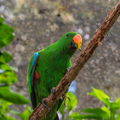 A multi-colored parrot with a leaf in its beak sits on a dry branch on a light blurred background.