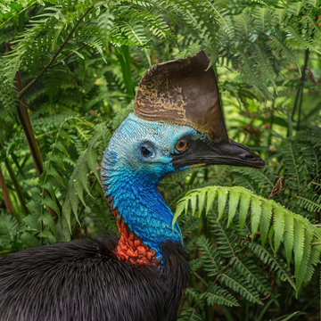 Southern cassowary, Australian big forest bird, Birdworld, Kuranda, Queensland
