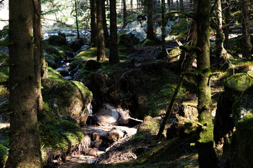 The Fairy Forest in Norway