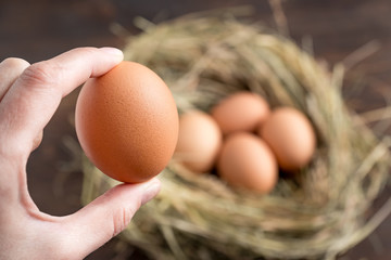 fresh brown chicken egg in female hand on nest background