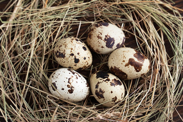 Naklejka na ściany i meble quail eggs in a nest 