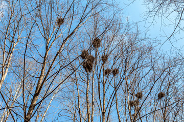 Bird nests on the tree branches