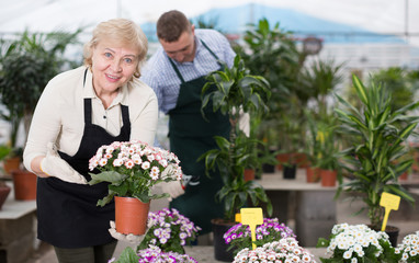 Woman gardener is taking care of flowers near plants