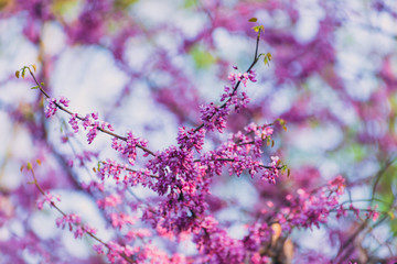 Pink flowering redbud tree in the spring