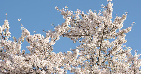 Yoshino Cherry Blossoms In Washington Dc At The Tidal Basin From Below